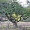 Old apple orchard