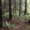Douglas fir forest along the Toutle River