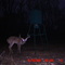 Big Oklahoma Deer