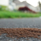 Ants