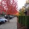 Autumn Leaves