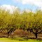 USA. OREGON. Large filbert/hazelnut orchard in early spring in THE VILLAMETTE valey.