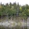Northern white cedar forest