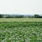 Potato fields in full bloom