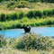 Swamp Donkey