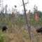 Moose along the road
