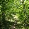 Lush canopy