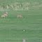 Mountain Lion in field with Deer. On Neck yoke rd. Black Hills SD.