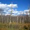 Dead Wood