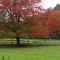 Fall pasture