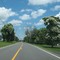 Flowering tree on 385