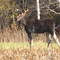 Moose Northern Maine