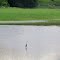 Blue Heron at Old Mill Pond.