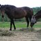 nice lookin horses