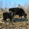 angus cow and calf