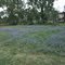 Field of Bluebonnets