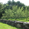 Dick's apple orchard