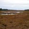 Harrington River Marshes