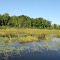Marsh at mouth of Wilson Stream
