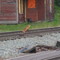 Fox at Elliotsville Station
