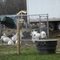 Portable turkey enclosures.
