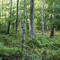Forest Floor