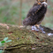 Great Horned Owl  _Bubo virginianus_