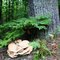 Berkeley's polypore