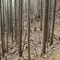 Skinny Trees