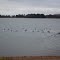 Canadian Geese on Windfall Lake, Sawyer County Wisconsin