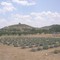 Lavender farm near Blanco