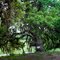 Large Oak