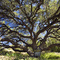 Blanco TX Live Oak