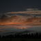 Night Fog - Forest Grove