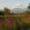 The end of summer. Evening.