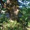 Oregon White Oak