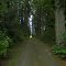 Deep Forest Road of Oregon