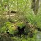 Wetland beauty