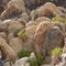 Rocks at Horseman's Center, Apple Valley, CA
