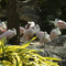 Fenicotteri Rosa, Orlando