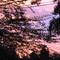 Sunrise in Bayou George