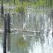 One of the lakes at Harder's Park in Bay County, Florida