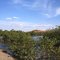 San Lorenzo - Mangrove
