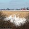 Distant red farm