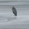 Great Blue Heron on Geist