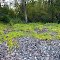 Colorful ivies covering stony hills