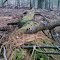 Manistee National Forest