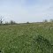 Grassland (Chelsea State Game Area)