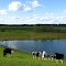 Cows watching me (Pleasant Lake Rd)