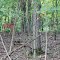 Two Deer in a Wooded Area, ~11130 Trinkle Road, Lima Township, Michigan